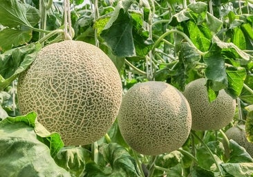 El campo reconoce precios altos y «algo de escasez» de melón y sandía en las fruterías