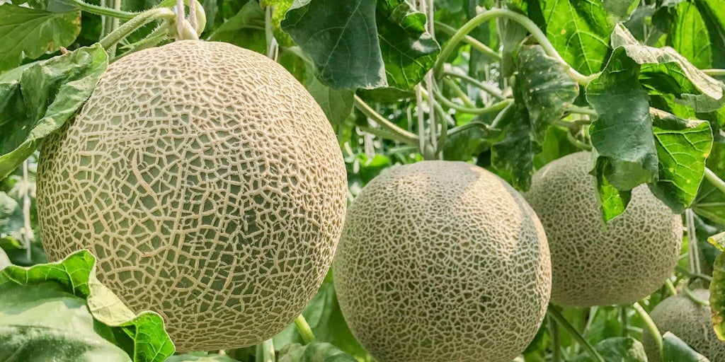 El campo reconoce precios altos y “algo de escasez” de melón y sandía en las fruterías