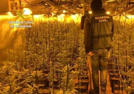 Naturgy denuncia una media de 16 conexiones eléctricas ilegales de plantaciones de marihuana al mes