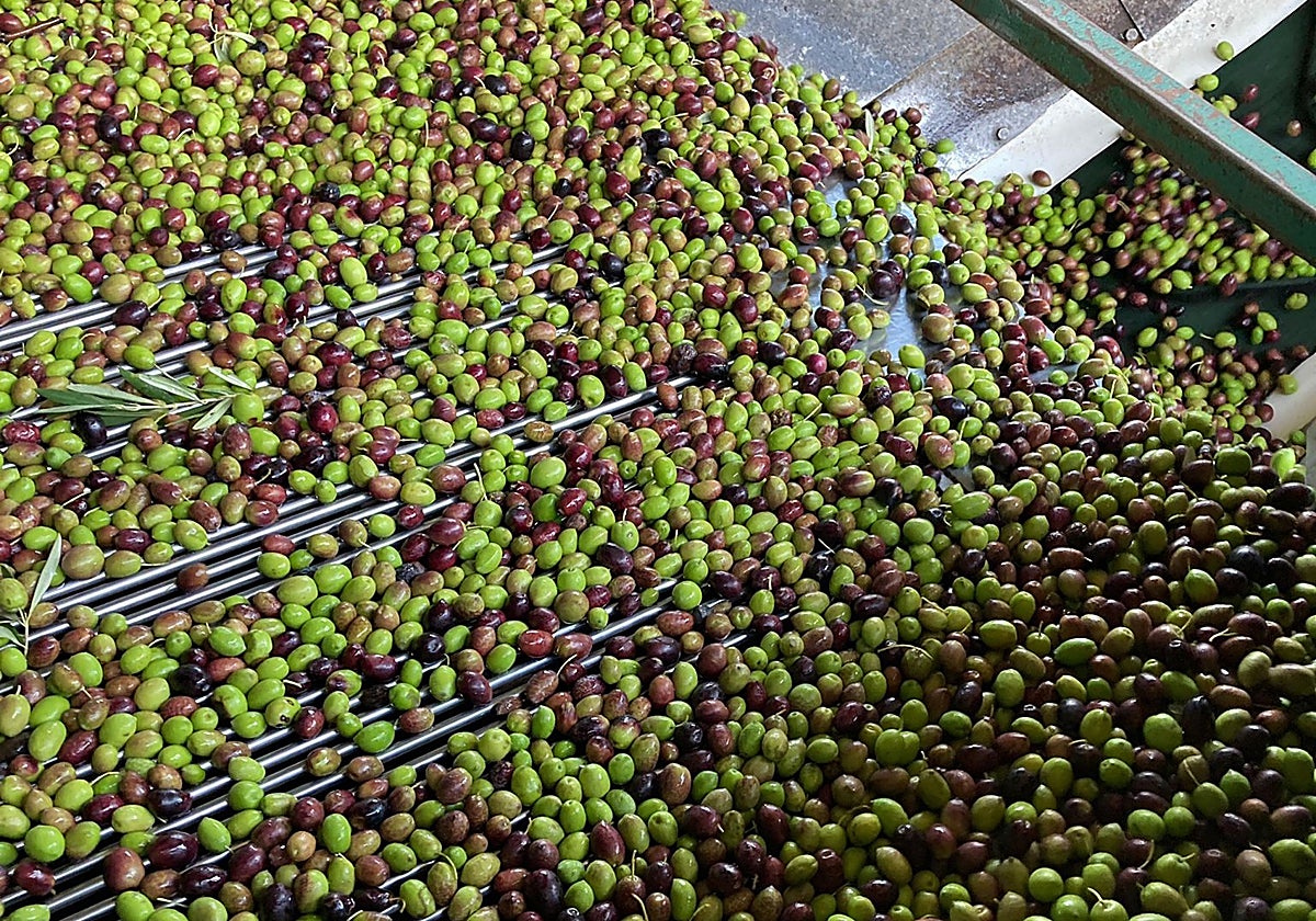 Campaña de recogida de la oliva en Sierra de Segura (Jaén)