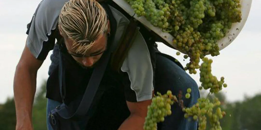 La Francia investe 200 milioni di euro nella distruzione del vino per sostenerne il prezzo