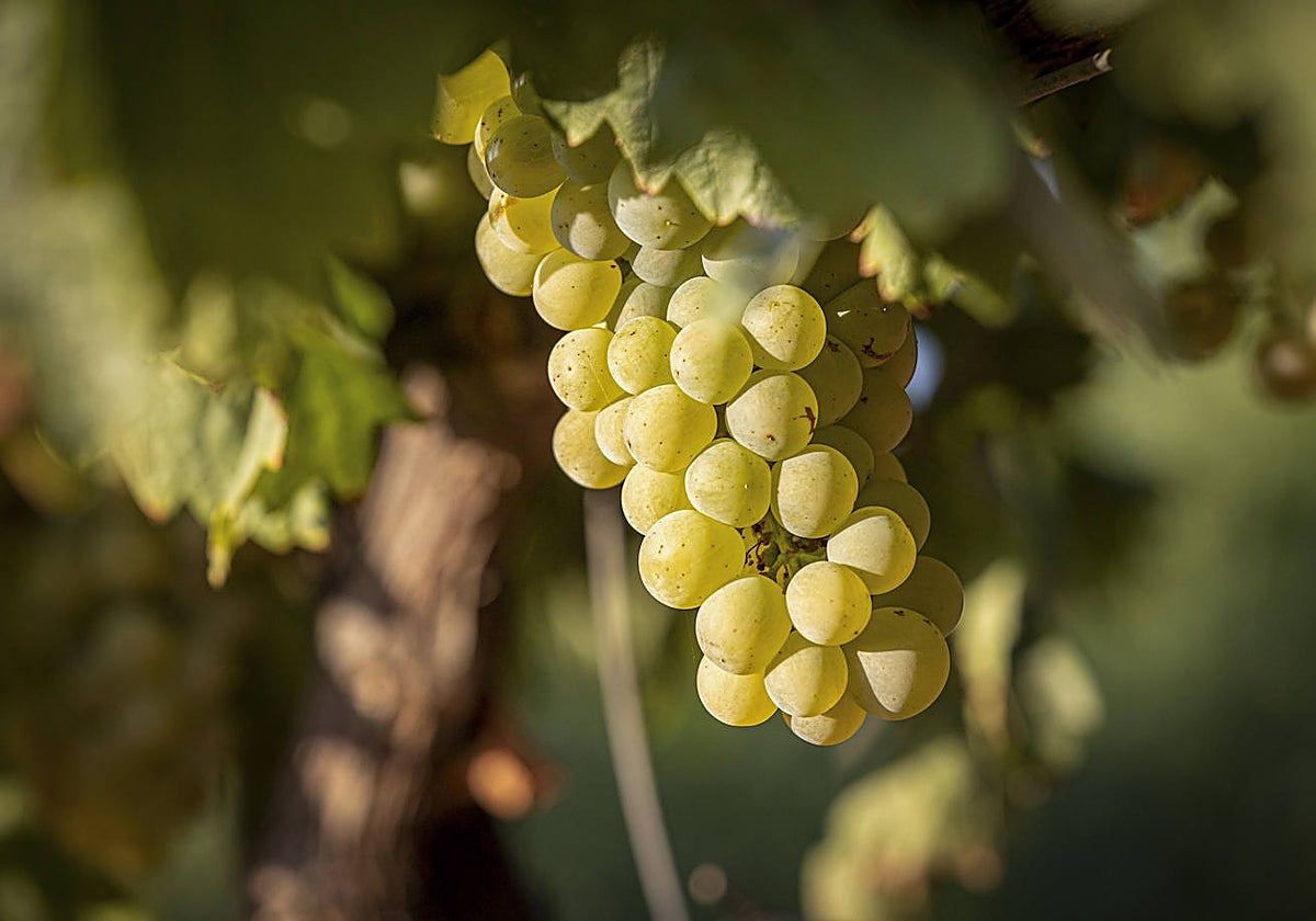 Campaña de vendimia en La Rioja