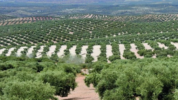 Una fotografía de archivo de plantaciones de olivo en Castilla La Mancha