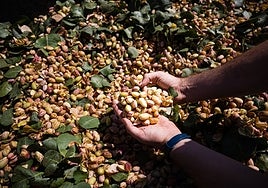 Fiebre por el pistacho: el cultivo que resiste a la sequía y al frío se multiplica por dos en tres años