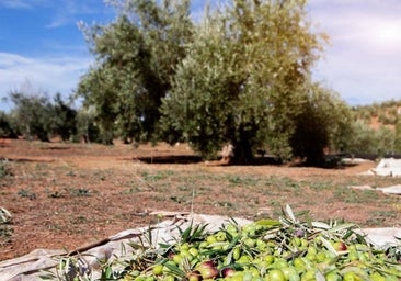 Solo las lluvias de otoño aliviarían la crisis de los olivareros: «Hay gente que se marcha a Francia para vendimiar»