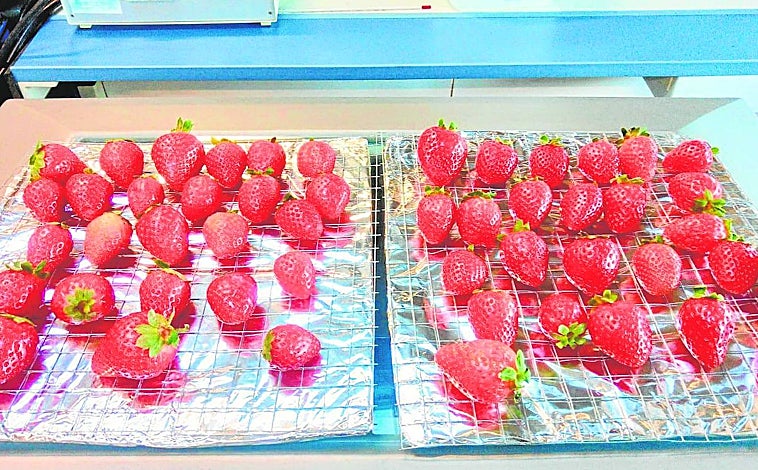 Imagen principal - Los frutos rojos tienen una vida corta poscosecha debido a su alta actividad respiratoria, lo que provoca un deterioro fisiológico durante el transporte y almacenamiento, por ello el CSIC ha probado fórmulas innovadoras con estos productos. Una nevera con uno de los sobres de Naturpod. Son unas arcillas que se mezclan y se presentan en formato granular y a las que se les añade un potente oxidante natural para absorber el gas etileno y a alargar la vida útil de las piezas de fruta. La tecnología de Agrofresh ha permitido prevenir la pulpa gris y la decoloración del aguacate, además de reducir los residuos y mejorar el envasado. También ayuda a soportar las fluctuaciones de temperatura y evitar lesiones de enfriamiento interno