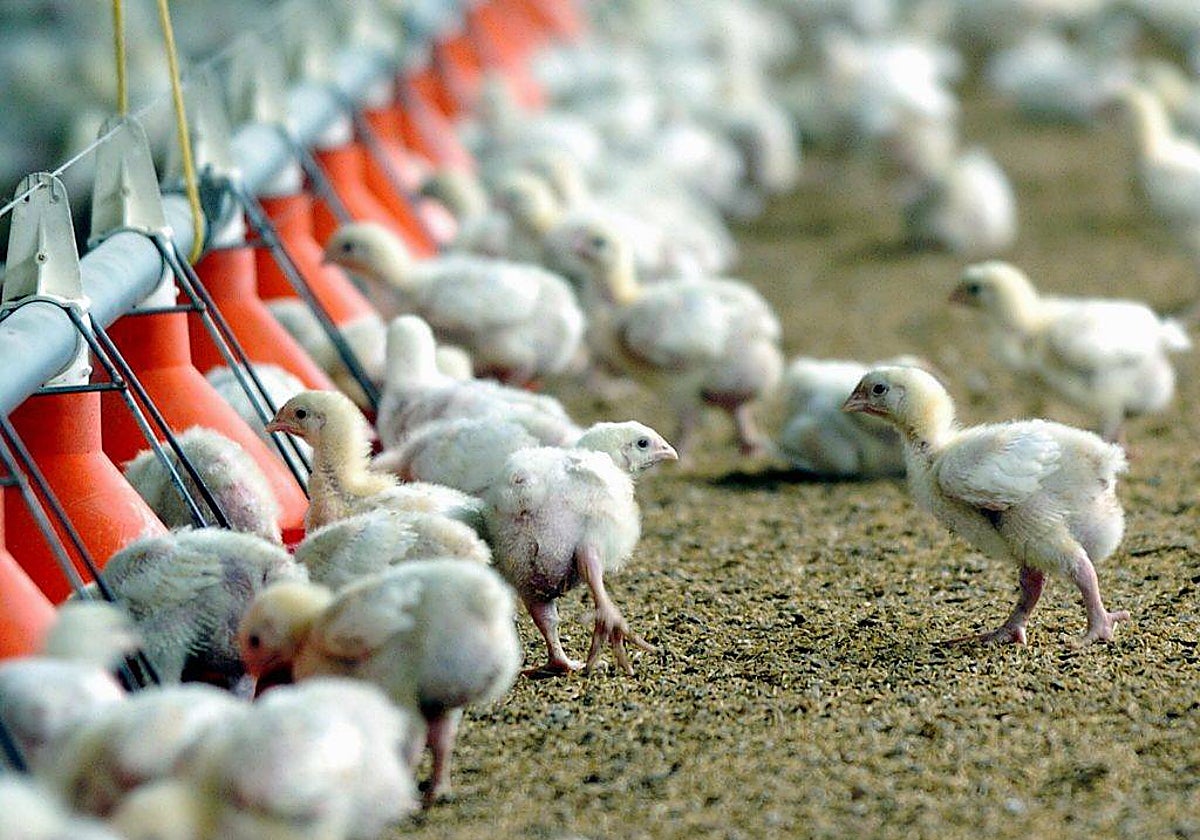 Pollos en una granja avícola