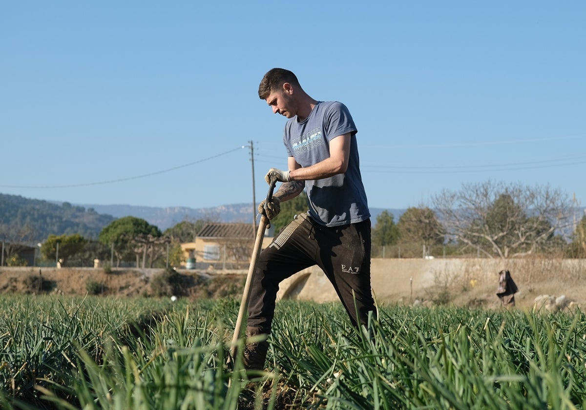 Un agricultor recolecta 'calçots' en una plantación de Maspujols (Tarragona)