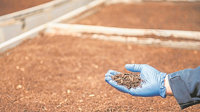 Bioflytech produce harinas proteicas y grasas funcionales a partir de la cría de larva de mosca soldado negra. Parte de su negocio se dedica a la acuicultura