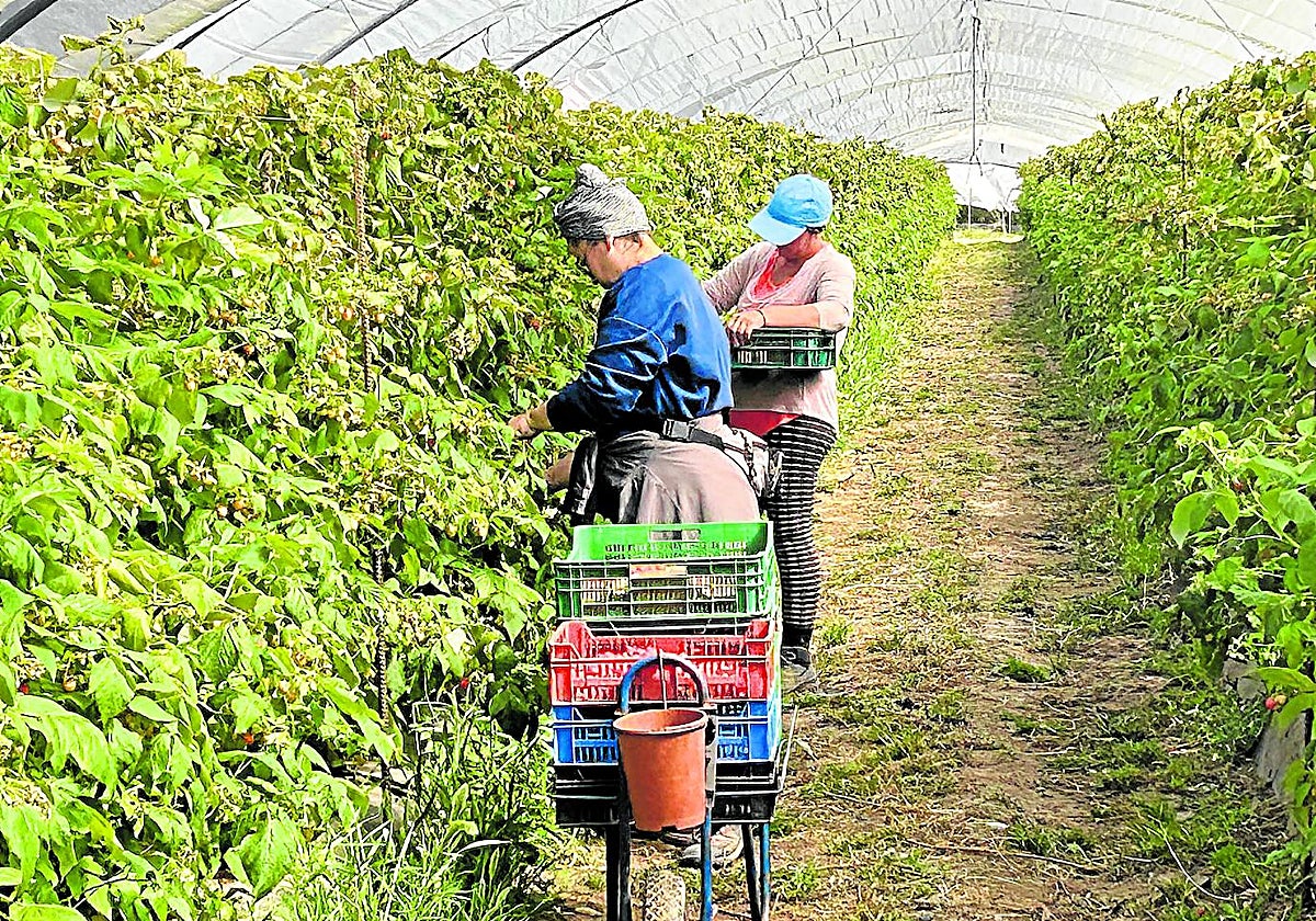 En Flor de Doñana llevan más de dos décadas apostando por la agricultura ecológica y exportan el 85% de los frutos del bosque que producen