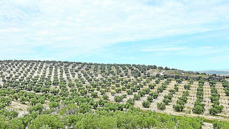 Luque es una de las almazaras dedicadas al olivar de cultivo orgánico pioneras en España. En nuestro país el 10% del cultivo olivar ya está certificado como ecológico