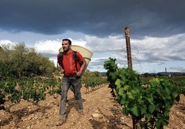 Los españoles que viajan a Francia para la vendimia: «Vamos allí porque se cobra el doble»