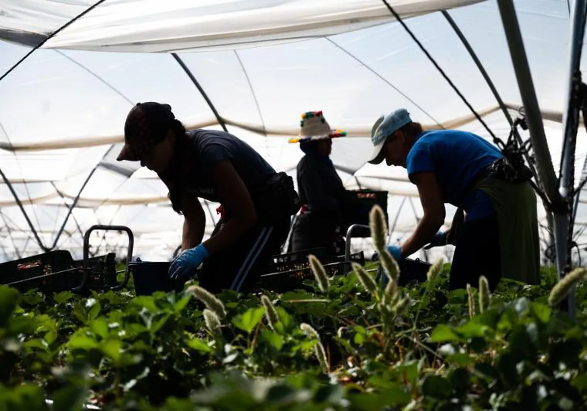 El 40% del derroche alimentario en los países de la UE tiene lugar en el proceso industrial o en el momento en el que frutas y verduras son recogidas en el campo