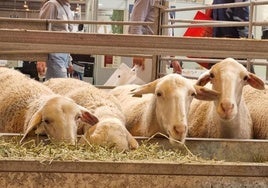 Planas pide tranquilidad tras el cierre al paso de animales desde Portugal por un brote de la enfermedad 'lengua azul'