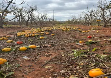 Destruida una tercera parte de la producción nacional de caqui