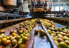 El mayor productor de aceite de oliva del mundo denuncia un fraude en España: «Son empresas muy conocidas»