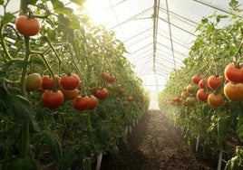 Marruecos ya exporta más tomates a la UE que España tras caer nuestras ventas un 40%