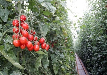 La inmensa mayoría de la producción del Sahara son tomates cherri cultivados en invernadero