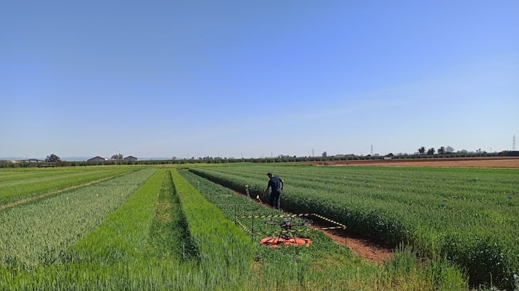 Las exportaciones de frutas y hortalizas crecieron un 5% en 2024 pese al estancamiento del comercio exterior