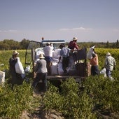 Agricultores durante la temporada de cosecha