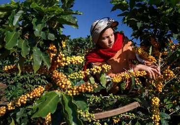 El calor anormal que encarece el café de Brasil en todo el mundo