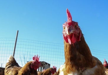 El mercado negro de los huevos supera ya al del fentanilo en Estados Unidos debido a la gripe aviar