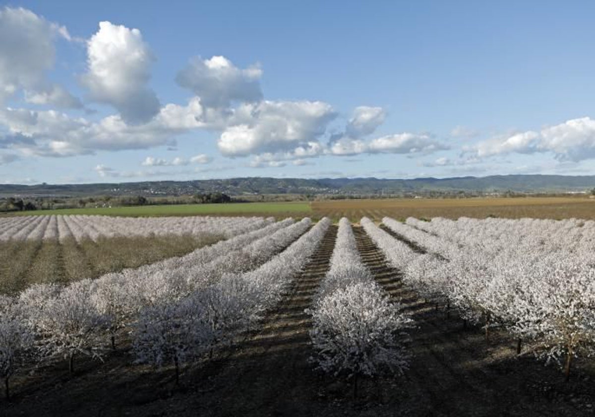 Un campo de almendros en flor en Córdoba