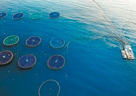 La acuicultura halla un nuevo caladero de eficiencia en la investigación genética
