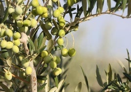 El precio del aceite cae un 50% y traslada la crisis del supermercado al campo