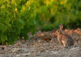 La plaga de conejos ya afecta a 800.000 hectáreas de cultivo