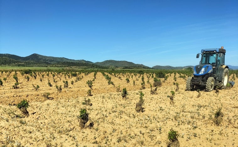 Imagen principal - Arriba, las vides de Nicolás Aldea, mermadas por el conejo; abajo, izquierda, daños en una finca de Córdoba; derecha, daños en las vides de Álvaro Díaz-Maroto