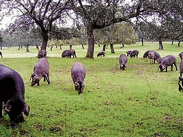 La industria del cerdo lanza campañas de promoción del jamón en EE.UU. a la espera de los aranceles