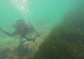 El ecosistema innovador profundiza en el tesoro submarino de la posidonia