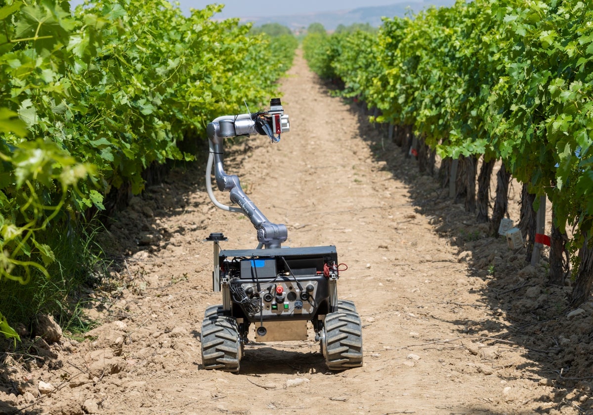 Robot con sensores e IA en un viñedo