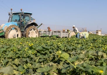 El nuevo contrato temporal no despega en el campo: «Al Gobierno no le interesa»