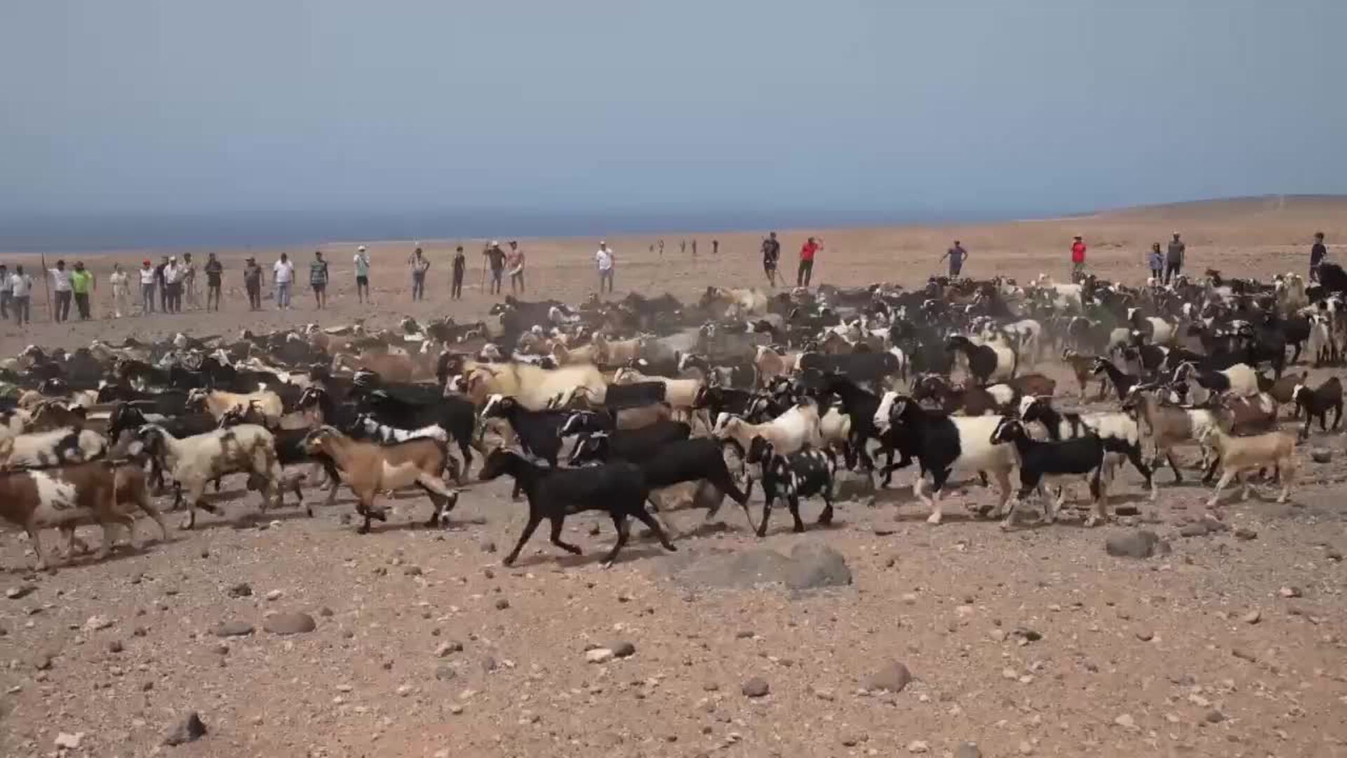 Fuerteventura reconoce al ganadero Vicente Hernández por preservar la tradición de las apañadas