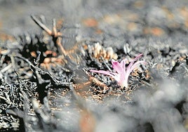 Innovación de altos vuelos para encender la reconstrucción tras los incendios