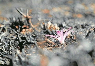 Innovación de altos vuelos para encender la reconstrucción tras los incendios