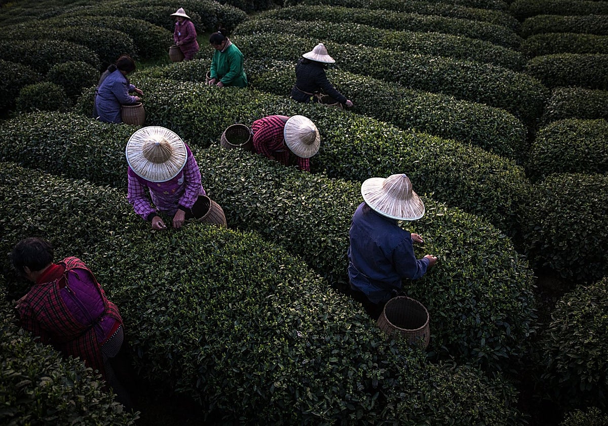 La revolución &#039;agritech&#039; que emerge desde la China rural