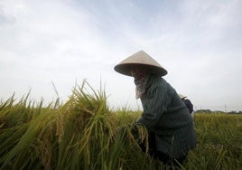 El arroz de Camboya y Birmania hunde el precio en España y amenaza al sector