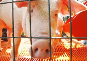 La vuelta de la peste porcina pone en riesgo casi 3.700 millones en exportaciones