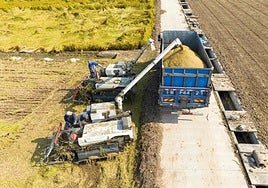 Bruselas rechaza imponer aranceles al arroz de Asia a pesar del desplome de los precios