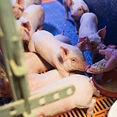 El sector porcino español confía en un impacto «asumible» por el brote de peste