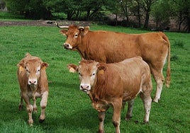 Ni tan rubia ni tan gallega: el atlas de la carne que comemos en España