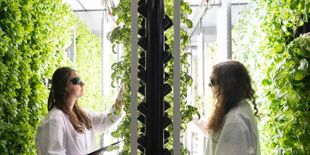 La agricultura urbana echa raíces y consolida los brotes de madurez