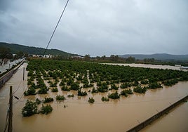 El temporal se ceba con el olivar, el cítrico y el cereal y augura pérdidas millonarias