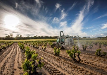 El sector del vino planta cara al cambio climático: cosecha en altura y protección de precios