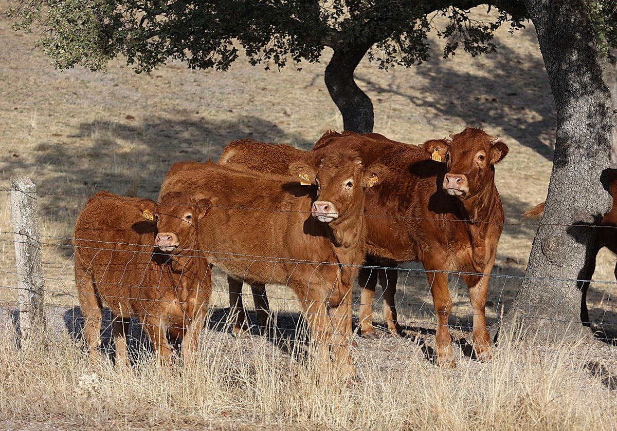 El Abandono De La Ganader a De Vacuno Y Ovino Encarece La Carne Hasta el-abandono-de-la-ganader-a-de-vacuno-y-ovino-encarece-la-carne-hasta