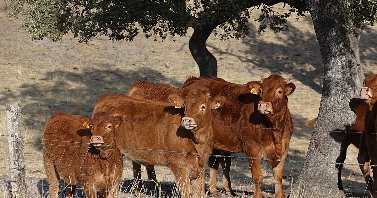 El abandono de la ganadería de vacuno y ovino encarece la carne hasta un 17% en un año