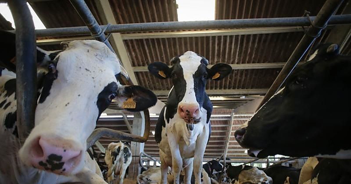 El exceso de leche barata en la UE pone en jaque a los ganaderos españoles